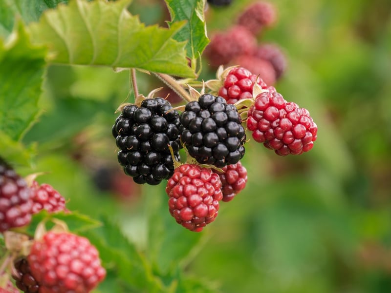 Vegetarian Berries